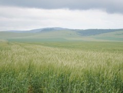 Төв аймагт үр тарианы соёололт сайн байна