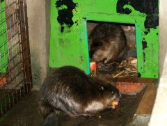 Сүүлийн 3 жилд 100 гаруй минжийг өсгөж, үржүүлэн, байгальд тавьж нутагшуулсан