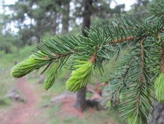 Сибирийн бүсийн хэт дулаарал судлаачдыг гайхшруулж байна 