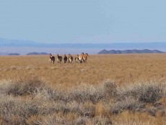 Зэрлэг амьтдын нүүдэл, шилжилт хамгийн их төвлөрдөг газруудад тусгайлан зориулсан гарц хийлээ