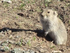 Архангай аймаг 95 мянган га талбайд үлийн цагаан оготны устгал хийжээ 