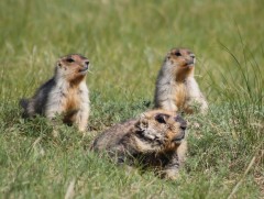 Говь-Алтай аймагт 15 настай хүү тарваган тахлын халдвар авч нас баржээ