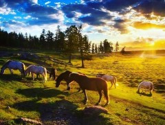 Жаргалтайн дэлгэр эх орон