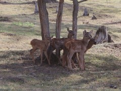 Хустайн нуруунаас Говь-Алтай аймагт III ээлжийн Илийг нутагшуулахаар авчирлаа