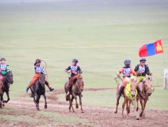 Говь-Алтай аймгийн баяр наадмын хязаалан насны морьд барианд ирлээ 