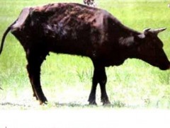 Үхрийн яс сөнөрөх эмгэг нэмэгдэж байна