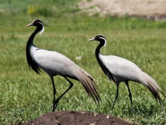 Цэн тогоруу