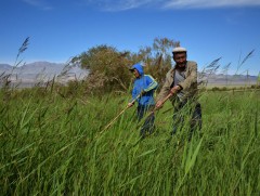 Ховд аймагт хадлан бэлтгэх ажил оройтож эхлэх төлөвтэй байна