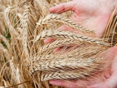 Булган аймагт үр тарианы болц сайн байна 