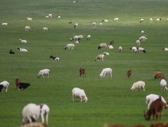 Зүүн гурван аймгийн нийт нутгийн 50 хувьд зуншлага сайн байна 