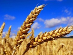 Улаанбуудай, төмсний хэрэгцээг дотоодоос бүрэн хангана