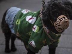 Японд тэжээвэр нохойноос “COVID-19” илэрчээ