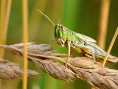 Үр тариа хортон шавжид идэгдсэн тохиолдолд ямар арга хэмжээ авах вэ  