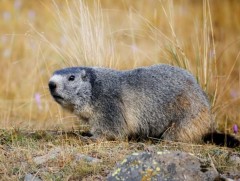 Ховд аймагт тарваган тахлын сэжигтэйгээр 1 хүн нас барлаа