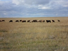 Наран ургах зүгийн нутгаар...