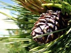 Болц гүйцээгүй байхад самар түүж, хуш модыг гэмтээж байна