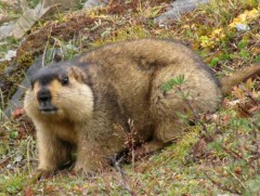 Ховд аймгийн Алтай суманд тарваган тахлын нэг тохиолдол бүртгэгдлээ