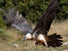 Яс бяцалж иддэг шувуу