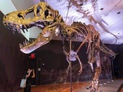 Аварга “Тираннозавр”-ын олдворыг дуудлага худалдаанд оруулна  