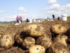 Сэлэнгэ аймагт төмс, хүнсний ногоо хураалт 30 орчим хувьтай байна