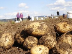 Төмсөөр дотоодын хэрэгцээг бүрэн хангах урьдчилсан тооцоо гарчээ 