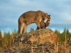 Сээр нуруутан зэрлэг амьтдын тоо толгой 68 хувиар хорогджээ