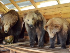 Анчин Баавайн гэр музейн тухай нэвтрүүлэг дэлхийн 10 гаруй улсын хэлээр гарч байжээ 