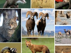 Дэлхий даяар нэг сая хүртэлх төрлийн амьтан, ургамал мөхлийн ирмэгт иржээ 