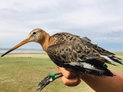 Эргийн шувууд