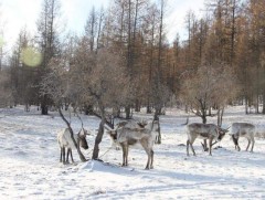 Өнөөдөр манай улсад 330 гаруй цаатан байна 
