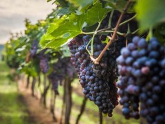 ӨАБНУ-д дарс үйлдвэрлэлийн салбарт 18 мянган хүн цар тахлаас болж ажилгүй болжээ 