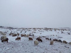 Энэ өвөл 8 сая гаруй толгой мал отроор өвөлжинө
