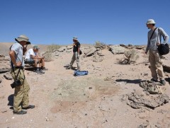 Монголын газар нутгаас шүдгүй, тотьтой төстэй үлэг гүрвэлийн олдвор олжээ 