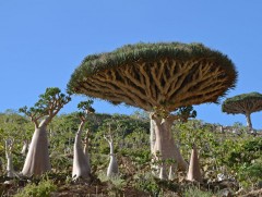 Дэлхий дээрх хамгийн үнэтэй мод...