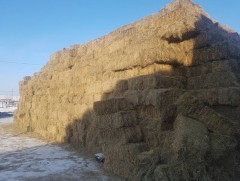 Өвс, тэжээлийн бэлтгэл улсын хэмжээнд 70 гаруй хувьтай байна 