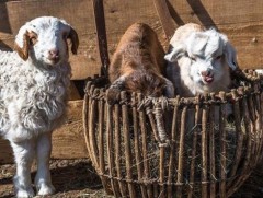 Мал төллөлт 