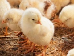 Дани улсад 25 мянган дэгдээхэйг устгалд оруулна 