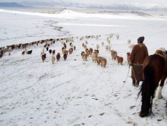 Отроор өвөлжиж байгаа малчдад хяналт тавьж байна 