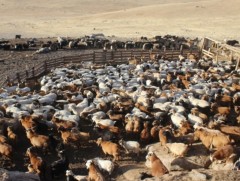 Малын арчилгаа маллагаа, эрүүл мэнд 