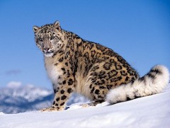 “Ирвэсний эх нутаг-2020” фестиваль Ховд аймагт боллоо 