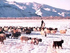 Энэ өвөл 8.3 мянган толгой мал отроор өвөлжинө