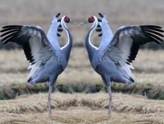 Байгаль хүүхэд: Цэн тогорууны тухай...