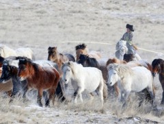 Эрдэнийн хүлэг, хүлэг морины шинж 