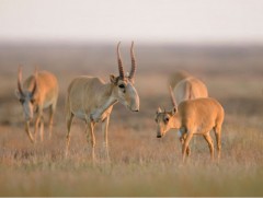 Хүйсийн говьд бэлчээрийн даац хэтэрч, бөхөнгийн өвөлжилт хүндрэх төлөвтэй байна