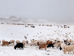 Нийт 40 мянган малчин өрхөд өвс, тэжээл олгоно