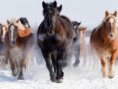 Морины шинжийн зургаан зүйл эх бичиг энэ буй 