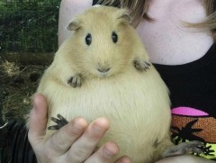 Бие давхар эмэгчин амьтад хамгийн өхөөрдөм