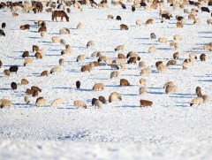 Өвлийн цагт бэлчээрийг хэрхэн хуваарилах тухай 