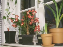 Гэртээ цэцэг тарихыг зөвлөе