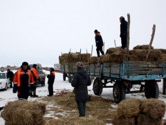 Өвөрхангай аймгийн онцгой комиссоос малчдадаа хөнгөлөлттэй үнээр өвс олгоно